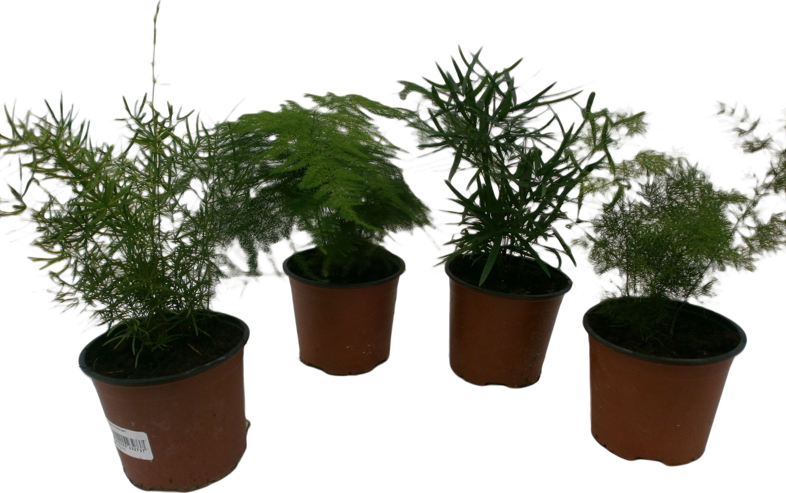 Аспарагус абу даби Аспарагус абу даби